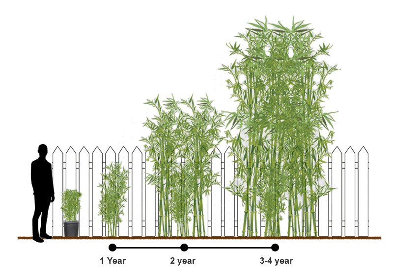 Bamboo growth by year: barely a shrub at one year, above head height at two, and towering by three to four